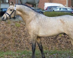 Deckhengst Da Silva AT (Deutsches Reitpony, 2014, von D-Day AT)