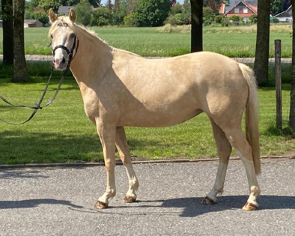 broodmare K.C. Donnerlittchen (German Riding Pony, 2017, from Diamond Touch NRW)
