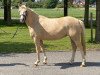 broodmare K.C. Donnerlittchen (German Riding Pony, 2017, from Diamond Touch NRW)