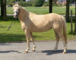 dressage horse K.C. Donnerlittchen (Deutsches Reitpony, 2017, from Diamond Touch NRW)