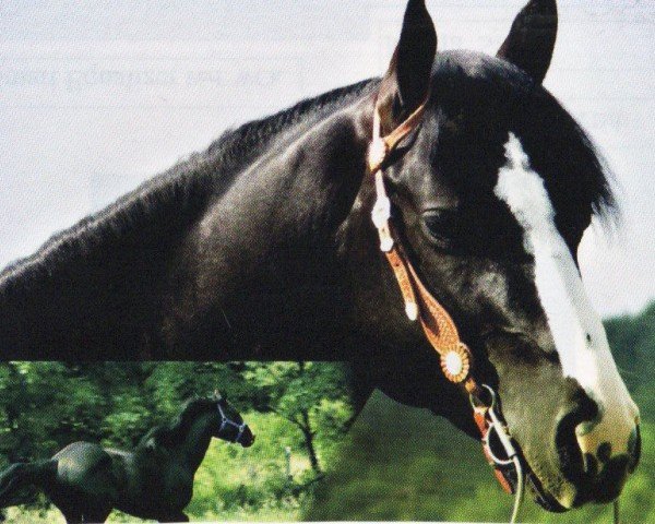 Pferd Genuines Top Gun (Quarter Horse, 2002, von Genuine Sugar)