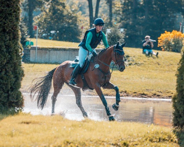 Springpferd Lady Ciacomo (Westfale, 2018, von Ciacomo)