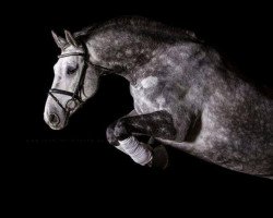 dressage horse Camouflage 26 (German Warmblood, 2007, from Cockpit)