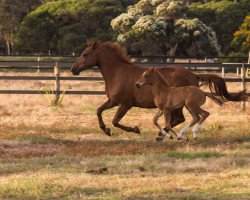 dressage horse Frantastico (Holsteiner, 2020, from Franziskus FRH)