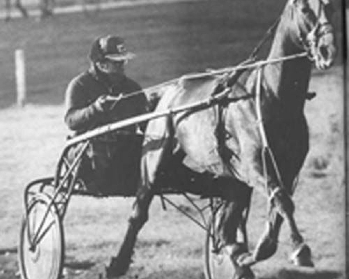 stallion Qlorest du Vivier (FR) (French Trotter, 1982, from Florestan (FR))