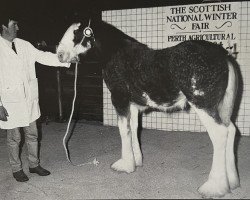 broodmare Barlauchlan Yasmin (Clydesdale, 1995, from Brockloch Designer)