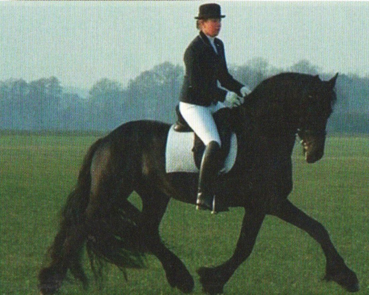 stallion Quirinus vom Neidhof (Friese, 2005, from Onne 376)