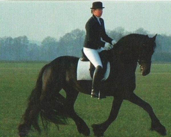 stallion Quirinus vom Neidhof (Friese, 2005, from Onne 376)