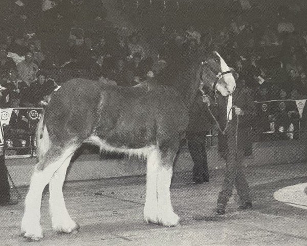 horse Shilo Victor's Bud (Clydesdale, 1995, from Willow Way Victor)