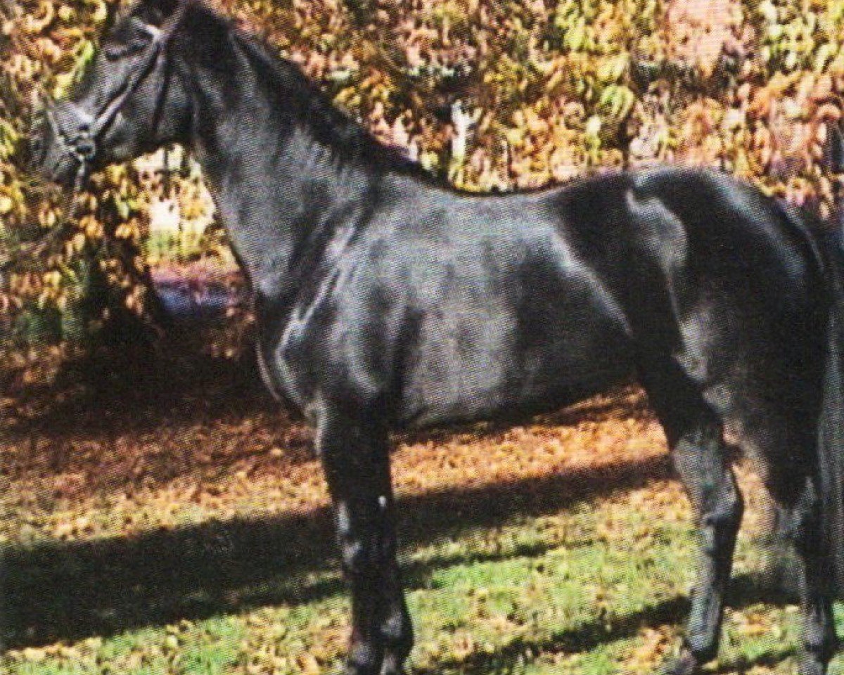 dressage horse Daylight 193 (Westphalian, 2002, from Danny de Vito 2)