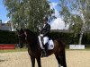 dressage horse Santa Claus 30 (Hanoverian, 2016, from Sarotti Mocca-Sahne)