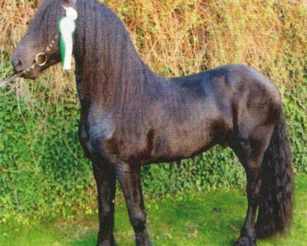 horse Fedde H. (Friese, 2001, from Monte 378)