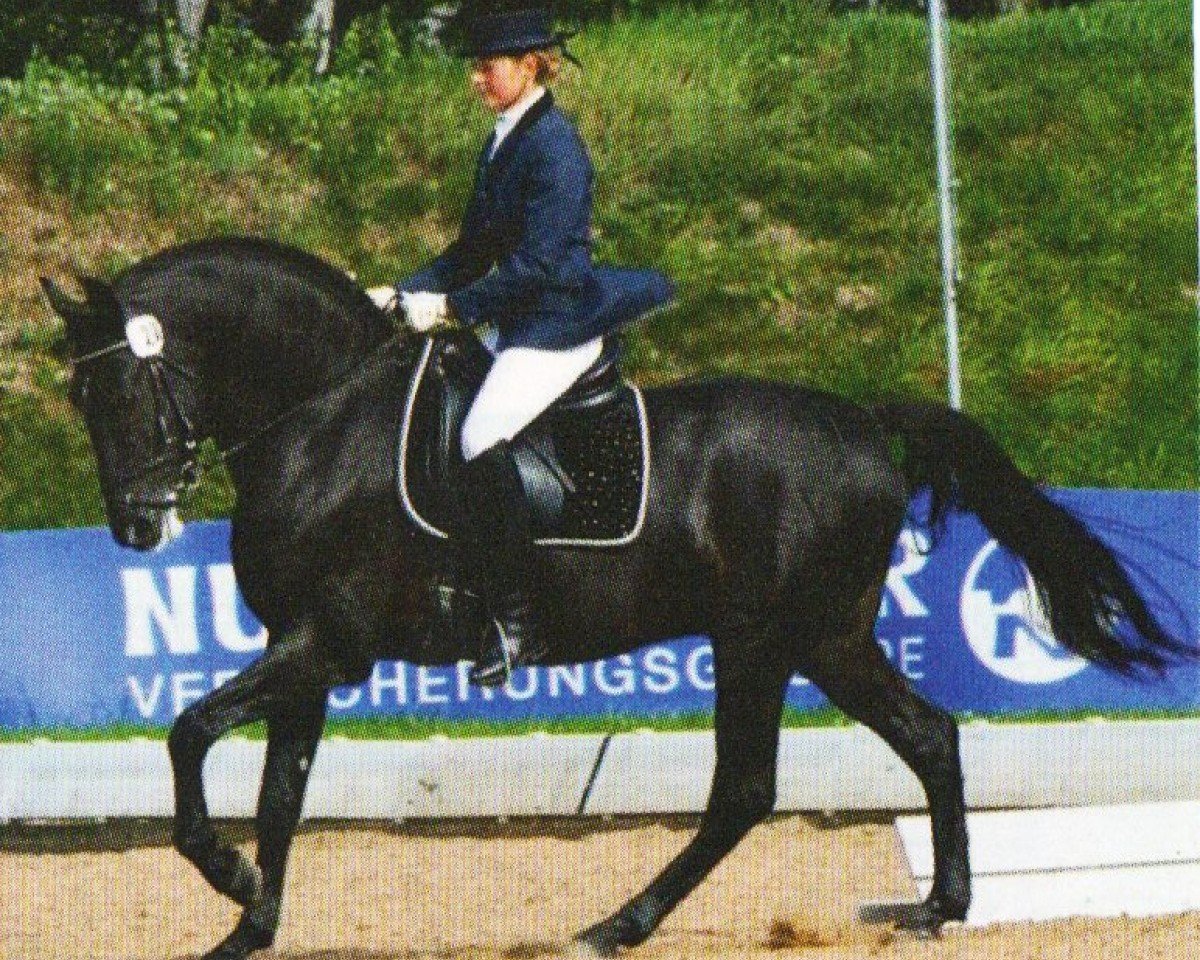 Deckhengst Rih YBB (Raza Menorquina, 2003, von Kalif FR)