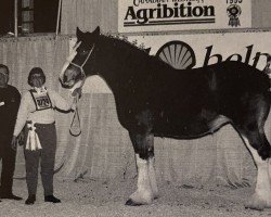 Zuchtstute Clydeview Miss Donella (Clydesdale, 1990, von Julive Benefactor Thunder)