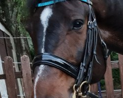 dressage horse Salasco (Czech Warmblood, 2011, from Sarkozy 3)