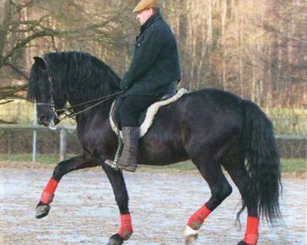 horse Figaro XIII (Pura Raza Espanola (PRE), 2001, from Espartaco XIII)