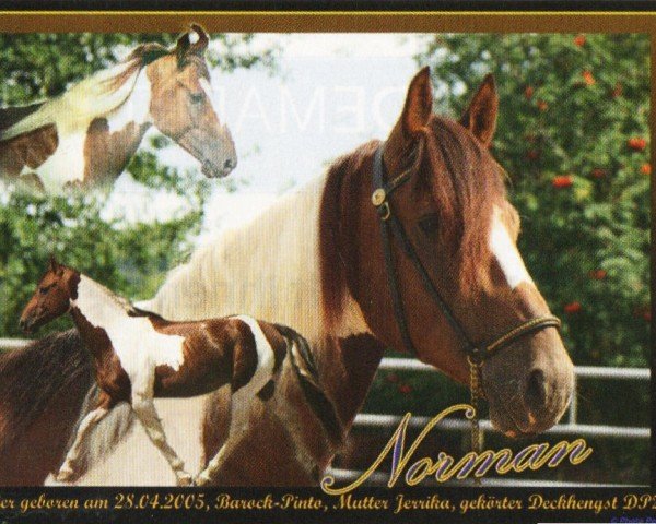 horse Norman (Pinto, 2005, from Niko II)