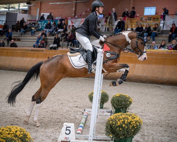 broodmare Cheyennes Choclat (Paint Horse, 2015, from Sparklin Tide Greggo)