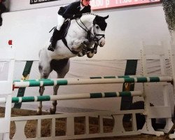 jumper Cornetta Blue (Oldenburg show jumper, 2013, from Chacco Me Biolley)