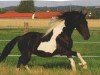 stallion Lohse's Nicon (Pinto / Small Riding Horse, 2007, from Otto)