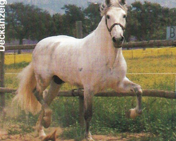 horse Prior II (Pura Raza Espanola (PRE), 1998, from Hacendoso XXVIII)