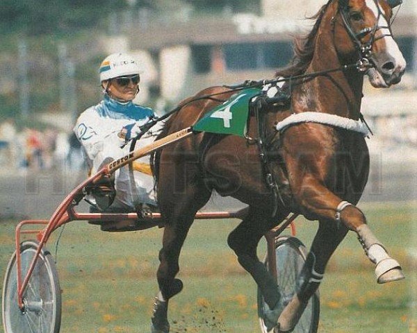 stallion Minou du Donjon (French Trotter, 1978, from Quioco (FR))