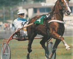 stallion Minou du Donjon (French Trotter, 1978, from Quioco (FR))