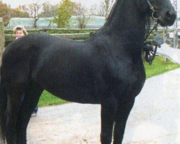 horse Primus von Kimmen (Friese, 2005, from Beart 411)