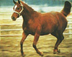 broodmare Zips Illusion (Quarter Horse, 1986, from Zippo Pine Bar)
