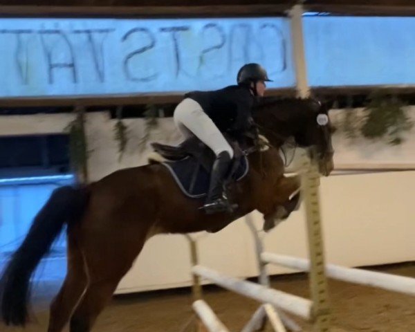 jumper Elvis 328 (German Sport Horse, 2019, from Eldorado vd Zeshoek Tn)