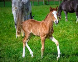 dressage horse Grace P (German Riding Pony, 2021, from Gaius B)