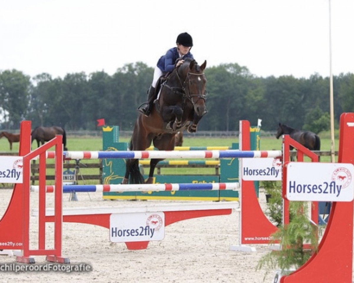 jumper Enigma (KWPN (Royal Dutch Sporthorse), 2009, from Amadeus)
