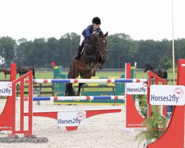jumper Enigma (KWPN (Royal Dutch Sporthorse), 2009, from Amadeus)