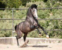 dressage horse Vanidoso de Palojo (Pura Raza Espanola (PRE), 2017)
