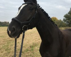 dressage horse Bella (Hanoverian, 2014, from Bretton Woods)