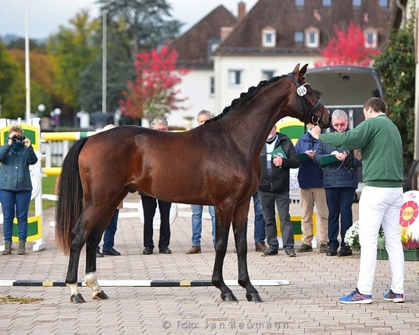 Deckhengst Royal Heritage 3 (Deutsches Sportpferd, 2018, von Royal Doruto OLD)