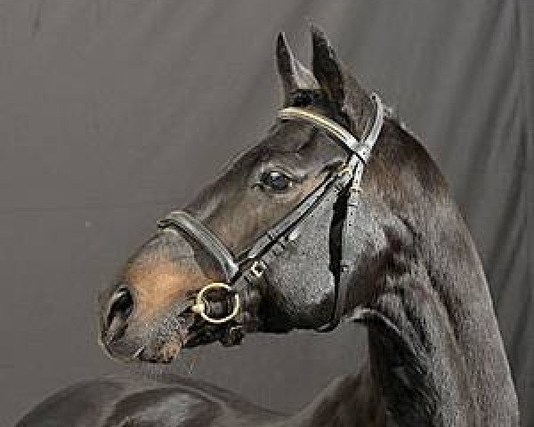 horse Mandingo (German Riding Pony, 1990, from Marquis AA)