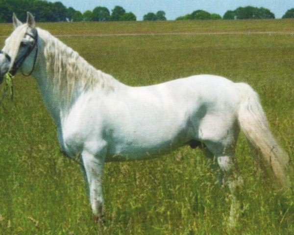 horse Desafio IV (Pura Raza Espanola (PRE), 1996, from Calesero IV)