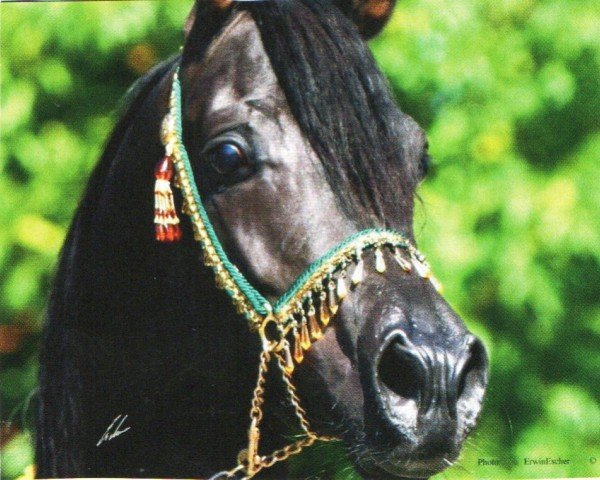 stallion GR Madhin EAO (Arabian purebred, 2005, from Madallan Madheen EAO)