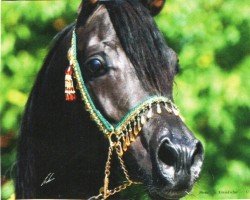 Deckhengst GR Madhin EAO (Vollblutaraber, 2005, von Madallan Madheen EAO)