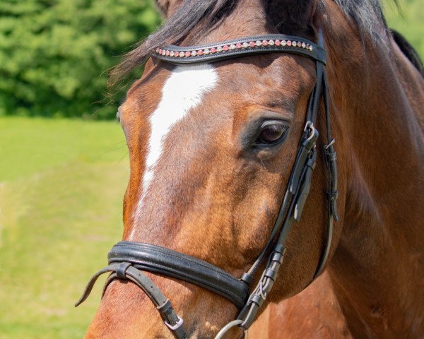 Pferd Rasquino (Rheinländer, 2002, von Rocket Star)