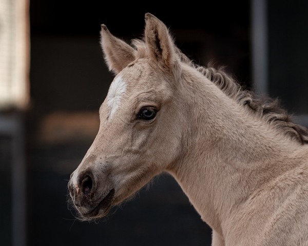 foal by Goldbee (German Riding Pony, 2025, from Gold Garant)