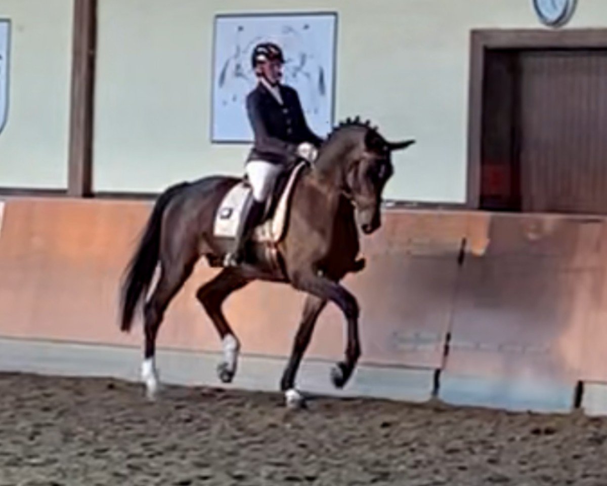 stallion Bel Amour 3 (Hanoverian, 2015, from Belantis)