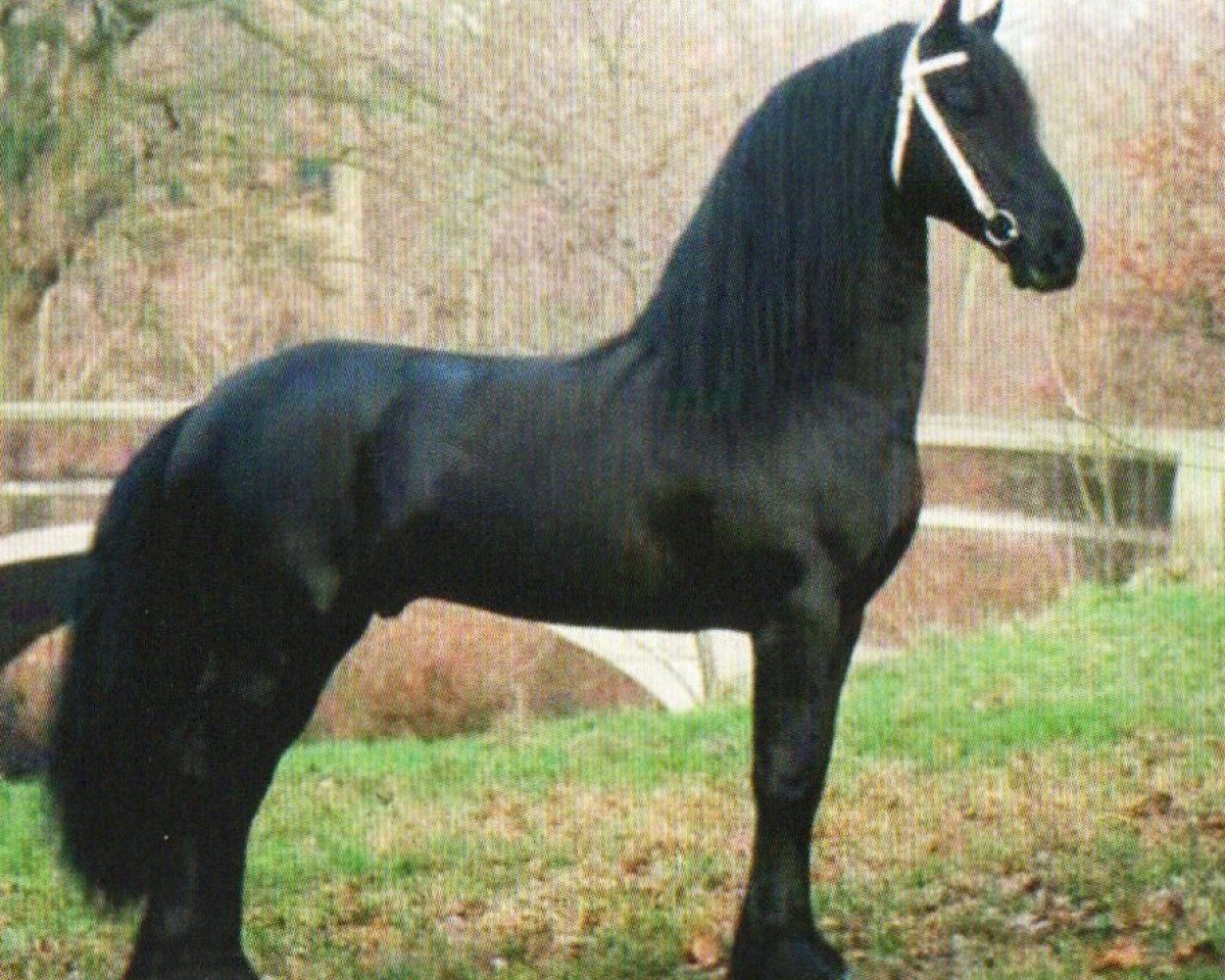 stallion Fede (Friese, 1993, from Jelmer 297)