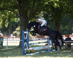 jumper Gasparo 29 (Hanoverian, 2009, from Goodman)