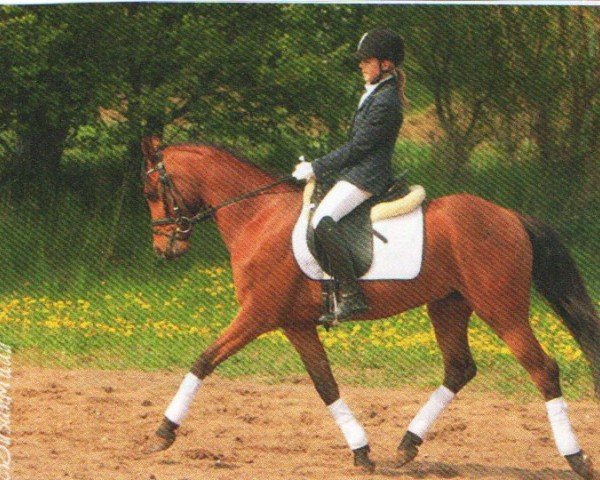 Dressurpferd Delius (Deutsches Reitpony, 2009, von Fs Dr Watson)