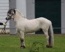 stallion Sören (Fjord Horse, 2016, from Solbjør Borken)