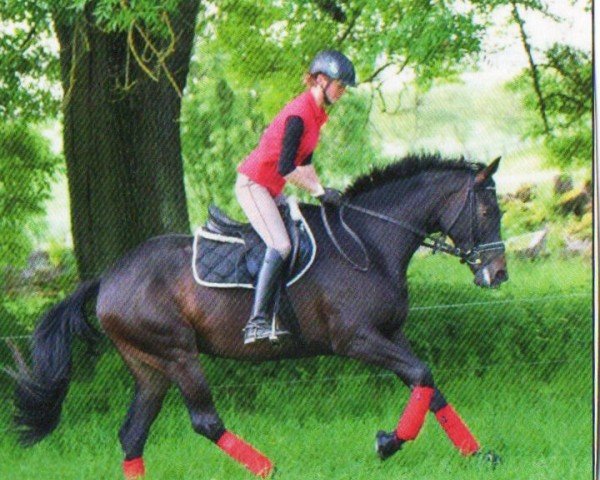 dressage horse Donjalaika (Trakehner, 2009, from Tambour)