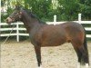 dressage horse Mister Obama (Nederlands Welsh Ridepony, 2009, from Watermill Falcon)