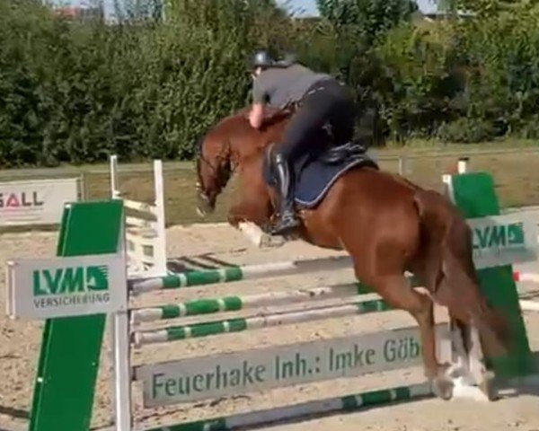 Springpferd Fürst Fritz 18 (Hannoveraner, 2011, von Fürst Nymphenburg)